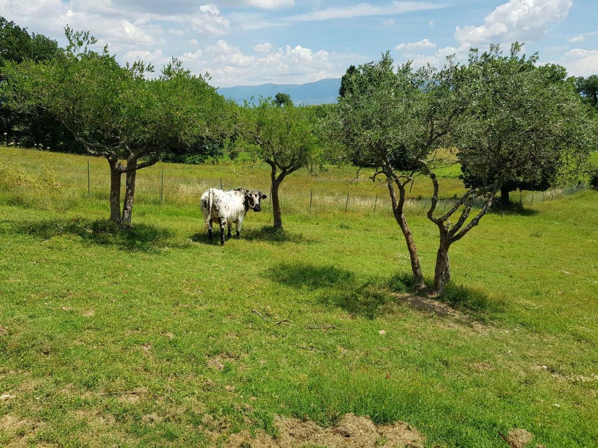 Agriturismo Arcobaleno Della Torretta Giano dellʼUmbria Exteriör bild